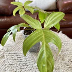 Philodendron Florida Ghost 