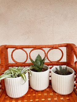 House Plants For Sale