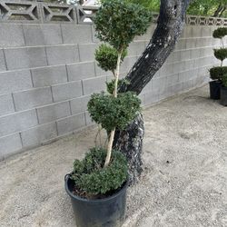 Topiary Box Wood Plants Real 