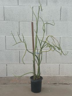 34" Tall Very Rare Healthy Succulent Euphorbia Lomelii Or Slipper Plant 1 Gallon Pot