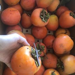 Persimmon Organic Home Grown Fresh Picked 20 For $20