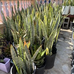 Snake Plants In Pot 