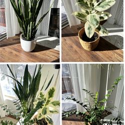 3 Large Houseplants, Indoor Plants 🪴– Snake Plant(Sansevieria), Variegated Rubber Plant (Ficus Tineke) & ZZ Plant (Pots Included)