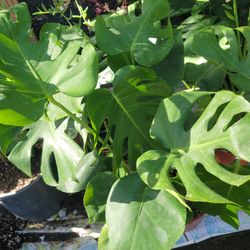 Monstera