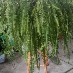 planta de elecho muy grande en bote de 15 galones