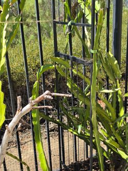 Dragon Fruit Cuttings – Easy to Grow – $5 Each
