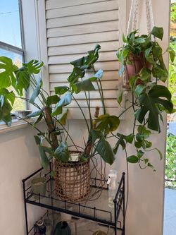 Plants