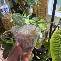 Crystallinum X Anthurium Forgetii Seedlings 