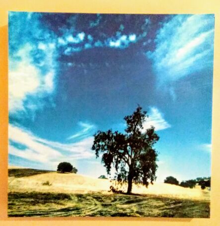 12" x 12" Square "Tree in a Meadow" Canvas Print
