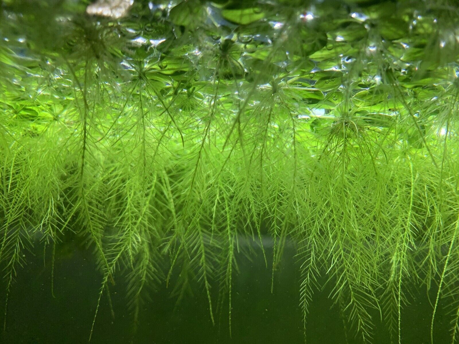 Water Lettuce