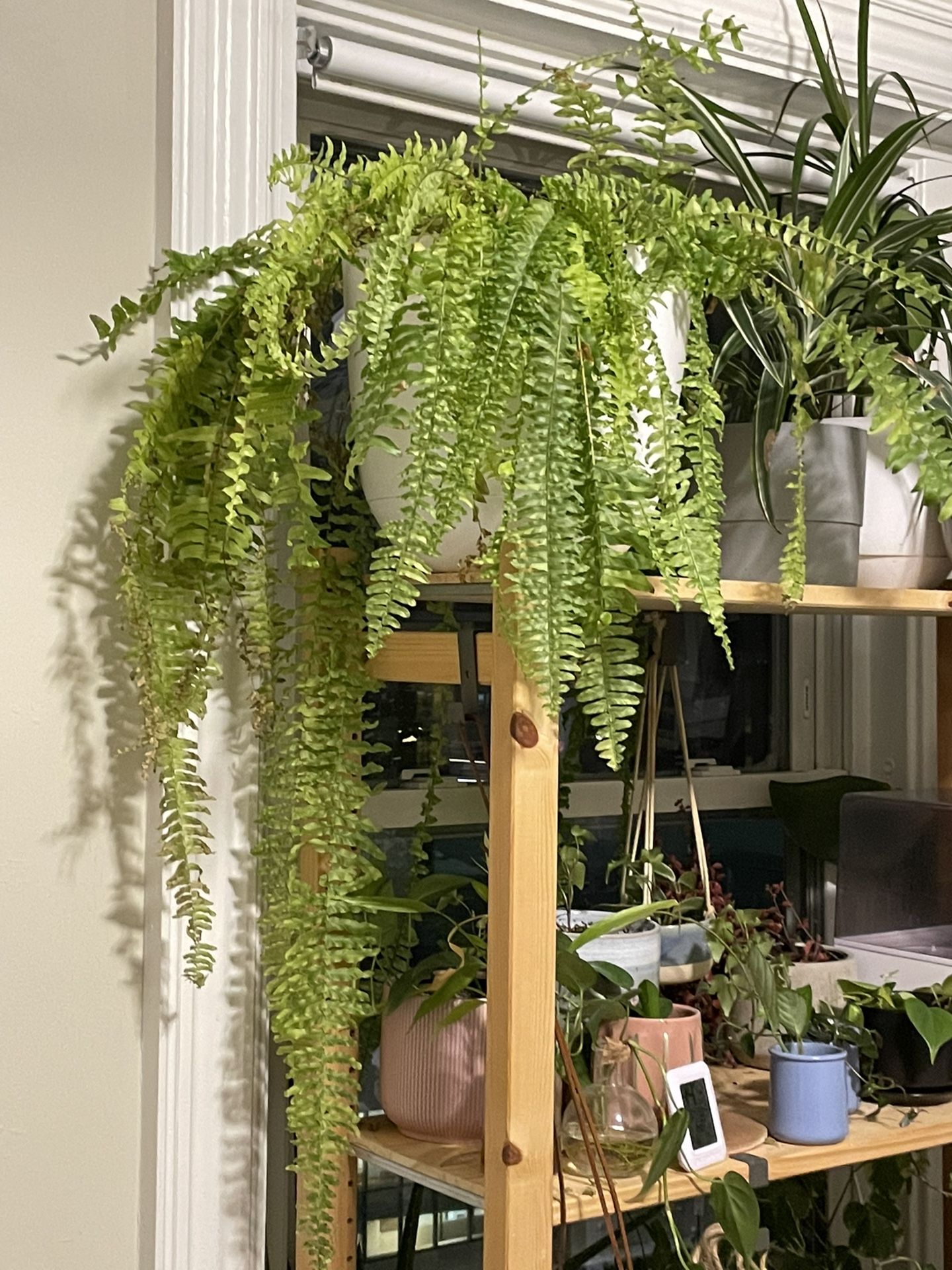 Variegated Boston Fern 12” Pot