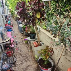 Big plant yard sale today Sunday!!!  Open now