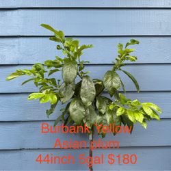 burbank yellow asian plum tree