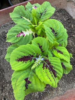 Kong lime sprite coleus live plant $10