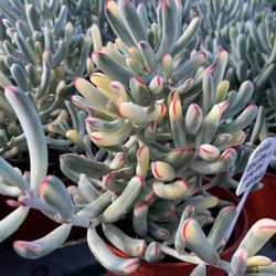 Cotyledon Orbiculata Cv Long Leaf