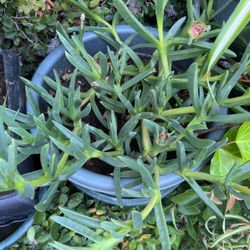 Ice Plant 🪴 In Pot Ready To Flower 🌸 