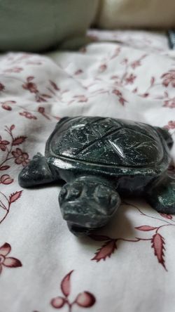 Little turtle