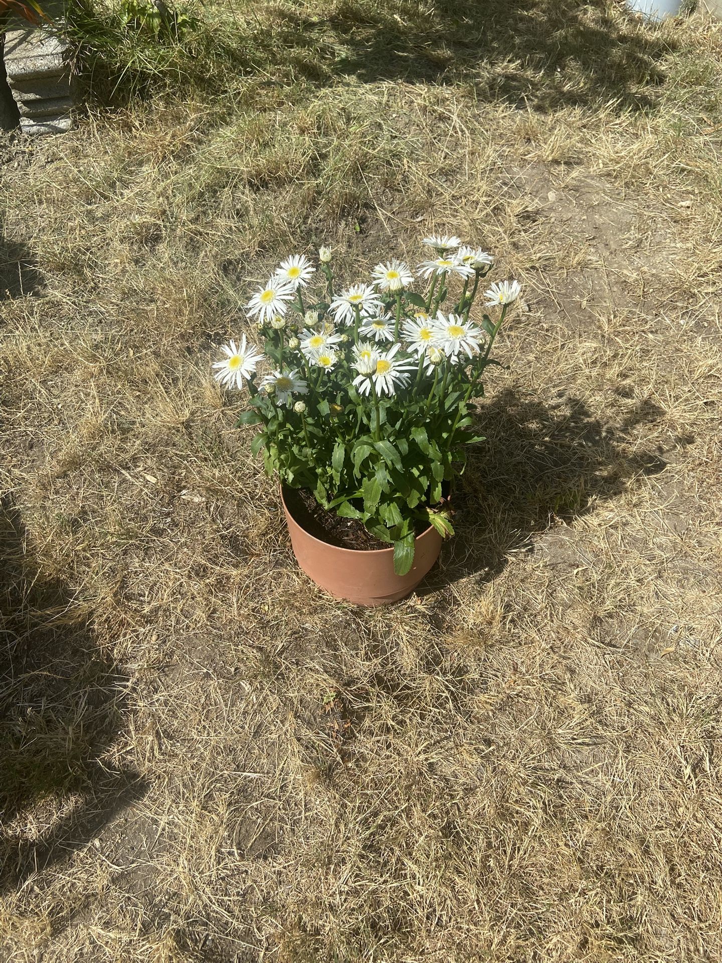Large Daisy Plant In Decorator Plastic Pot