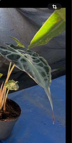 Alocasia Venom