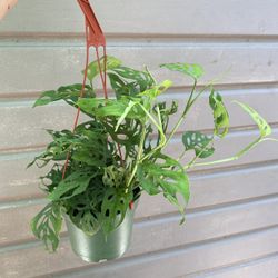 6” Monstera Swiss cheese 