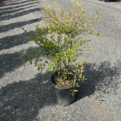 Nandina Domestica 