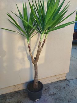 Yucca Cane