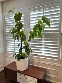 Modern healthy houseplant with minimalist ceramic pot