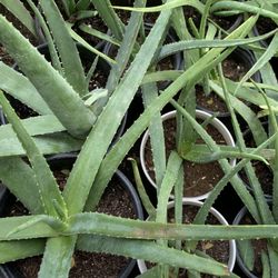 Huge Amount Of Plants Available Many Different Ones