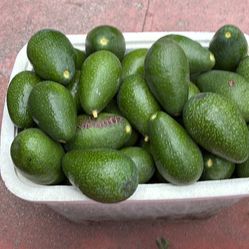 Avocados