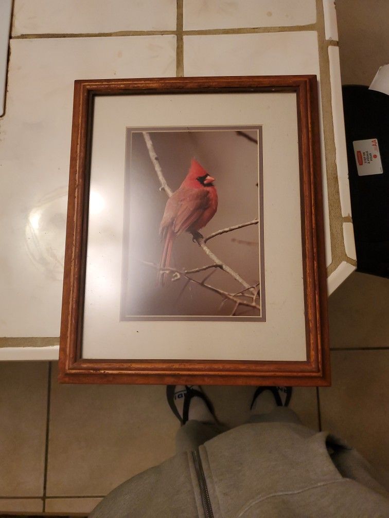 Parakeet