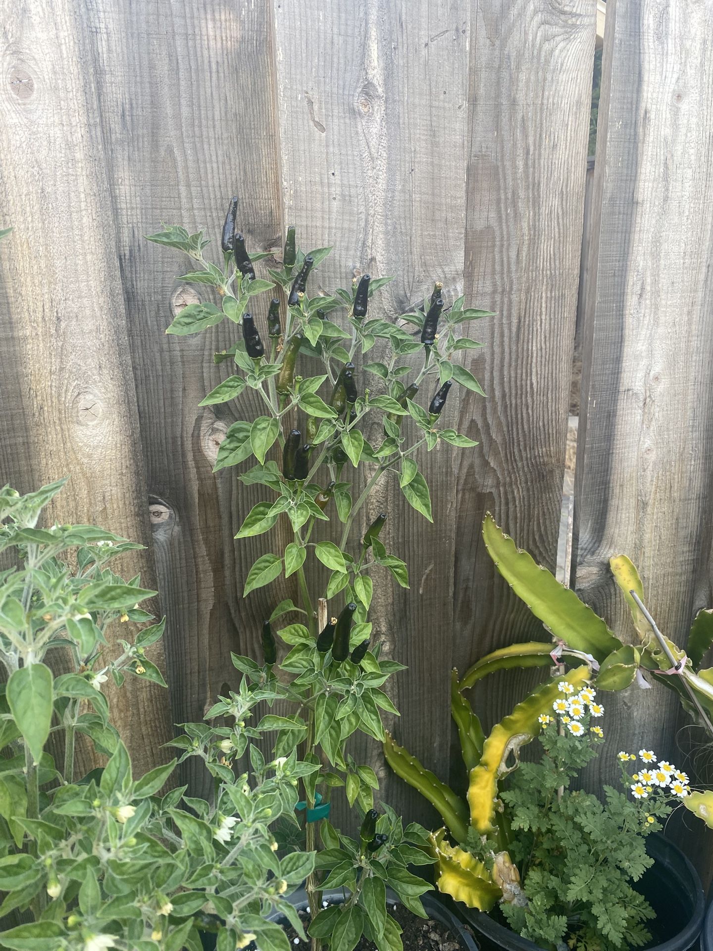 Plantas Grandes Dé Chile Negro Disponibles  10 