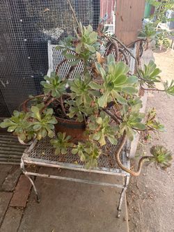 Large Aeonium Succulent in Terra Cotta Pot