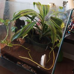 17 Gallon Cube Terrarium Complete Eco System 