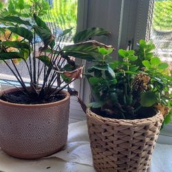 Pots With Plants