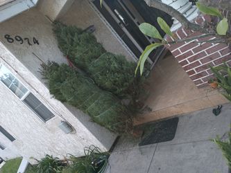 Douglas Fir Tree