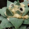 Will Trade For Ariocarpus 