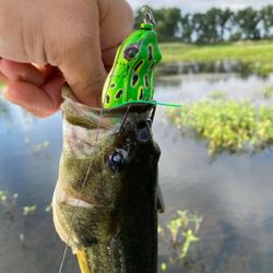 Frog lures $1! 