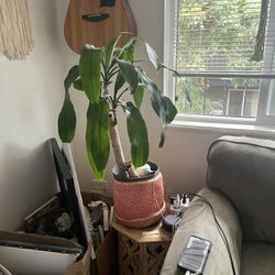 Houseplant