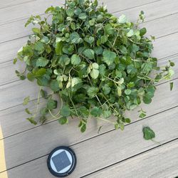 Huge Creeping Charlie Live Plant ,Comes in a 8” nursery pot. ☑️ profile for more plants