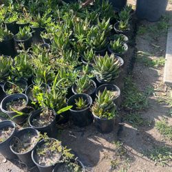 Succulent’s