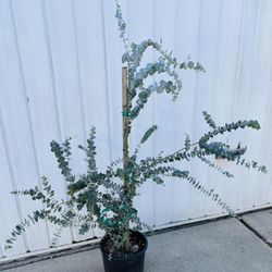 Eucalyptus Silver Dollar Live Plant