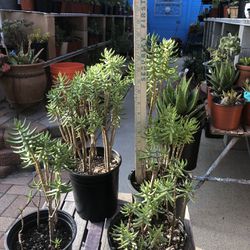 Crassula Tetragona  “MINI PINE TREE”  Succulent Plants 