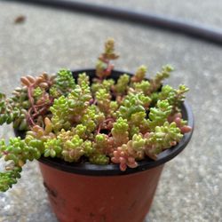 Succulent Plants 4” Pot