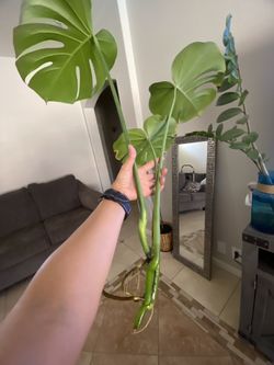 Monstera deliciosa Liebm