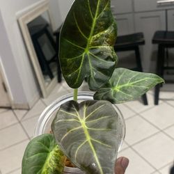 Variegated Regal Shield Alocasia Aurea