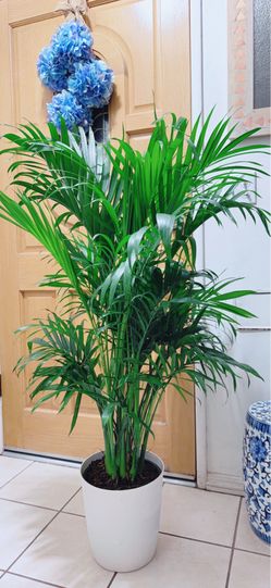 Very Healthy Indoor Palms