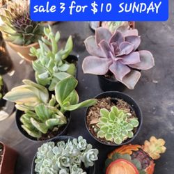 PLANT SALE ..IN SAN LORENZO  This Week