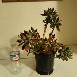 4 different varieties potted succulents