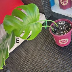 Rutted Monstera Deliciosa Cuttings