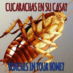 Cucarachas Pulgas arañas?